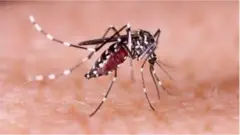 ডেঙ্গুর জীবাণু বহন করে এডিস মশা