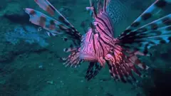 చేప