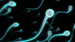 விந்தணுக்கள்