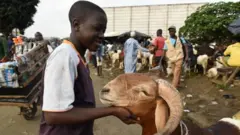 Les gens célèbrent aussi la fête en sacrifiant un animal, comme celui-ci, acheté sur le marché d'Abidjan, en Côte d'Ivoire.