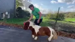 पोनी