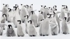 Emperor chicks
