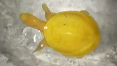 金烏龜