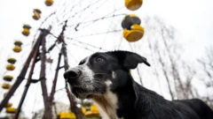 Cão em Chernobyl