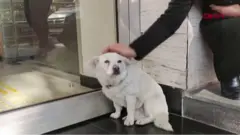 Boncuk