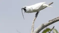 Araponga-da-amazônia com bico aberto em um galho