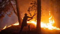 A man beating a wildfire with a branch in the Chefchaouen region of northern Morocco (August 2021)