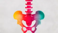 Ilustração colorida da pélvis.