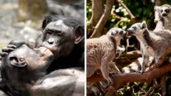split screen with 2 apes kissing on the left ad two lemurs kissing on the right