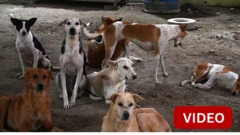 300 தெரு நாய்களை மீட்டு வளர்க்கும் சென்னை பெண்