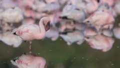 नवी मुंबईच्या फ्लेमिंगोंचा अधिवास धोक्यात? 