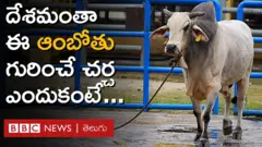 ఆంబోతు