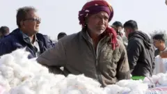 ભારત-યુએસ ટ્રેડ ડીલનો કિસાન સંગઠનો દ્વારા વિરોધ, કપાસ ઉગાડનારા ખેડૂતોને શું અસર કરશે? (પ્રતીકાત્મક તસવીર)