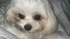 Maks Aynur Elgünəşin iti Maks jurnalist Aynur Elgünəşin iti Həbsdə olan jurnalist Aynur Elgünəşin iti 