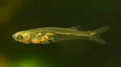 እቲ ደቂቕ ዓሳ 