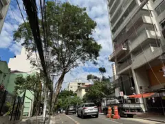 Figueira de grande porte pendendo sobre asfalto