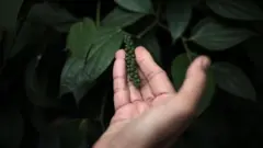 Flora Carita: Lada