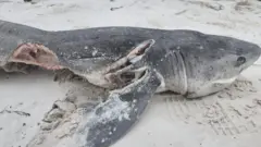 The remains of one of the 19 sevengill sharks killed in a single day by an orca gang in South Africa. 