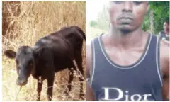 Ehi na onye zuru ya