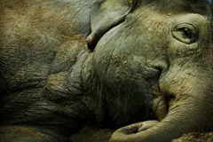 අලි නිදා සිටිනු දක්නට ලැබෙන්නේ කලාතුරකිනි.