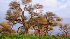 સાહેલમાં રણની સીમા નજીક ઉગેલા બાવળના વૃક્ષો, સહારાને આગળ વધતું રોકવાની ક્ષમતા ધરાવે છે