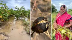 शेतकरी शोभा भुतेकर यांच्या शेतात पाणी साचलं आहे.