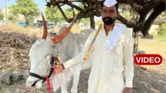 ఎద్దు 