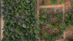 అనంతపురం-మియావాకీ 