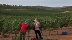 Thai workers in a field in Israel