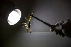 لړم