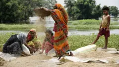 चावल, धान