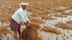 తడిచిన వరిపనలను చూపుతున్న రైతు