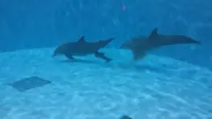 'Plivaj ka površini!': Rođenje delfina pred kamerom