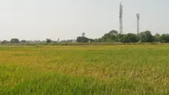 धान के खेत