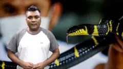 सर्पदंशको उपचार गर्ने औषधिबारे।