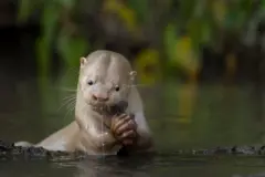 Uma lontra de cor pálida, quase creme, está em pé na água rasa, segurando um peixe nas patas dianteiras. Gotas de água escorrem de seu pelo enquanto ela olha para frente, cercada por uma vegetação verde e difusa.
