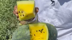 పుచ్చకాయ 