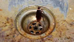 વંદો, બાથરૂમ