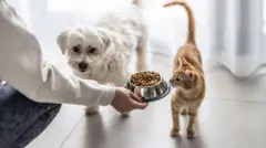Bir kadın kedisine ve köpeğine bir kap mama uzatıyor. 