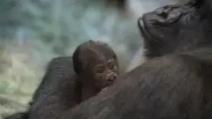 ซัลลีและลูกน้อย