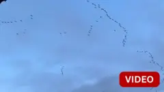 ஸ்காட்லாந்துக்கு இடம்பெயரும் பிங்க் நிற கால் உடைய பறவைகள்