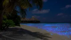 Lautan Bintang atau Sea of Stars yang banyak memikat wisatawan untuk datang ke Maladewa.