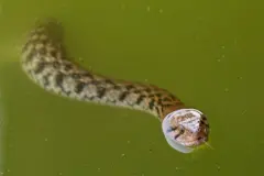 Uma cobra nadando na água