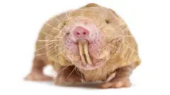Naked Mole Rat