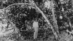 Foto historica de preto e branco com homem em meio a plantação de cacau