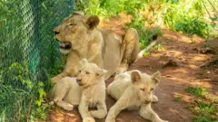 ሁለቱ ግልገል ነጭ አንበሶች በጋና ከፍተኛ ትኩረትን ስበዋል 