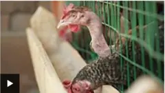 Adìẹ