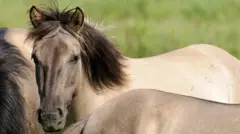 Cavalos de pelagem cinzenta no campo