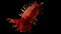 Pepino-do-mar vermelho em primeiro plano