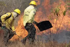 Brigadistas usam abafadores para combater o fogo50 giros grátis no cadastromato seco 